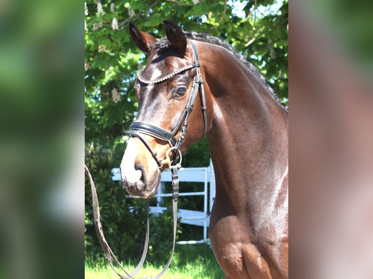 Hannoveraner Wallach 5 Jahre 168 cm Brauner in Selsingen