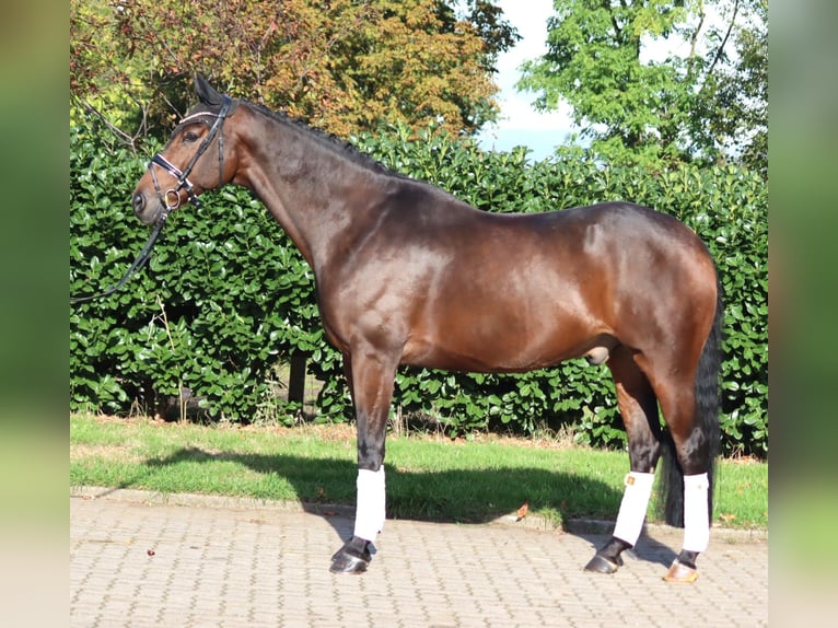 Hannoveraner Wallach 5 Jahre 168 cm Brauner in Selsingen