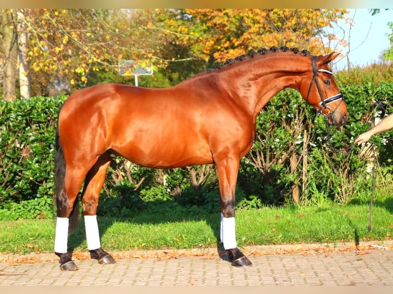 Hannoveraner Wallach 5 Jahre 168 cm Brauner in Selsingen