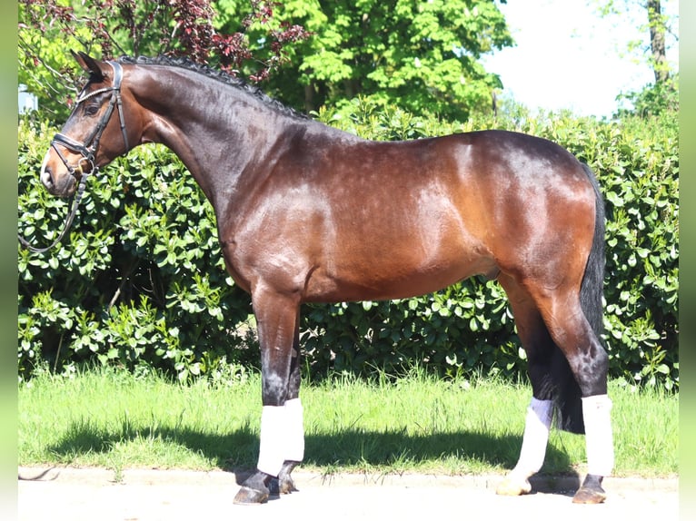 Hannoveraner Wallach 5 Jahre 168 cm Brauner in Selsingen