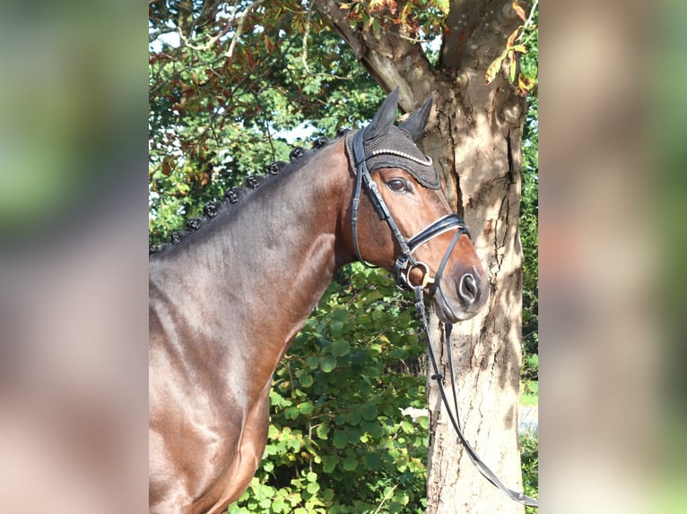 Hannoveraner Wallach 5 Jahre 168 cm Brauner in Selsingen