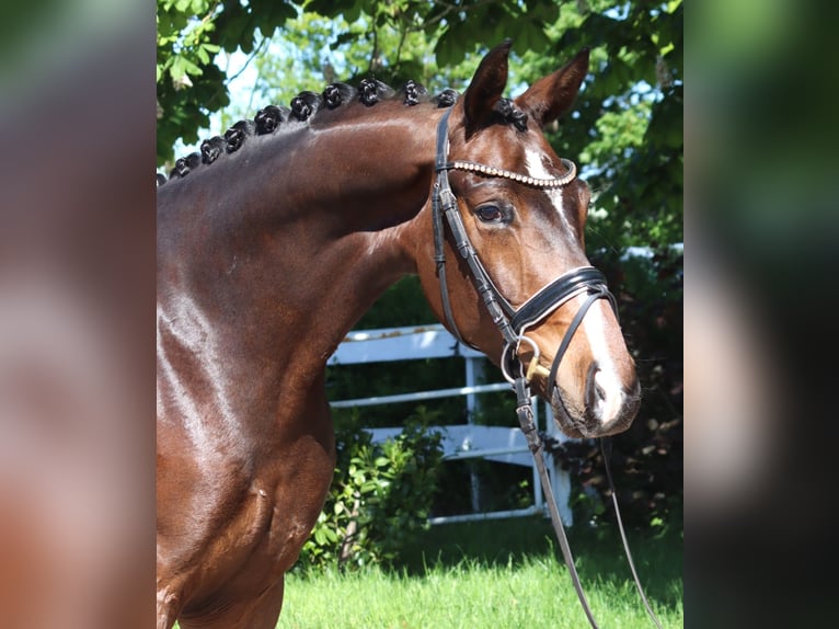 Hannoveraner Wallach 5 Jahre 168 cm Brauner in Selsingen