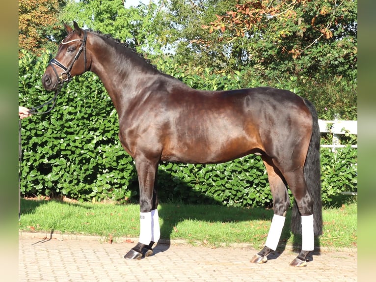 Hannoveraner Wallach 5 Jahre 168 cm Brauner in Selsingen