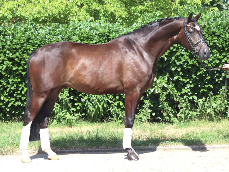 Hannoveraner Wallach 5 Jahre 168 cm Brauner in Selsingen