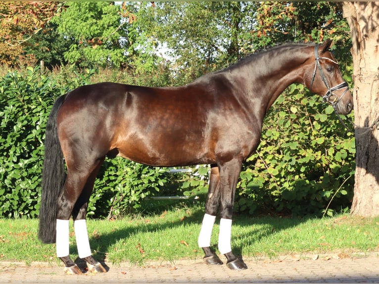 Hannoveraner Wallach 5 Jahre 168 cm Brauner in Selsingen