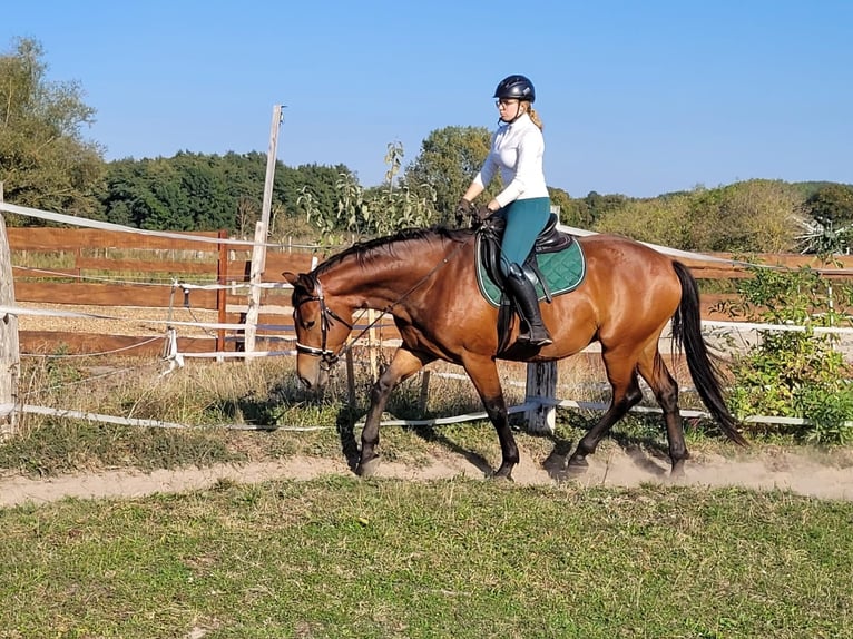 Hannoveraner Wallach 5 Jahre 168 cm Brauner in Spantekow