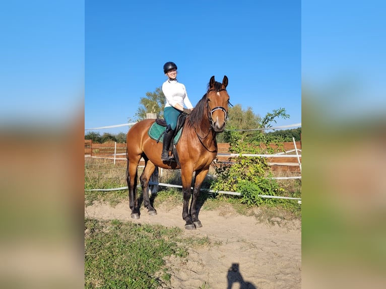 Hannoveraner Wallach 5 Jahre 168 cm Brauner in Spantekow