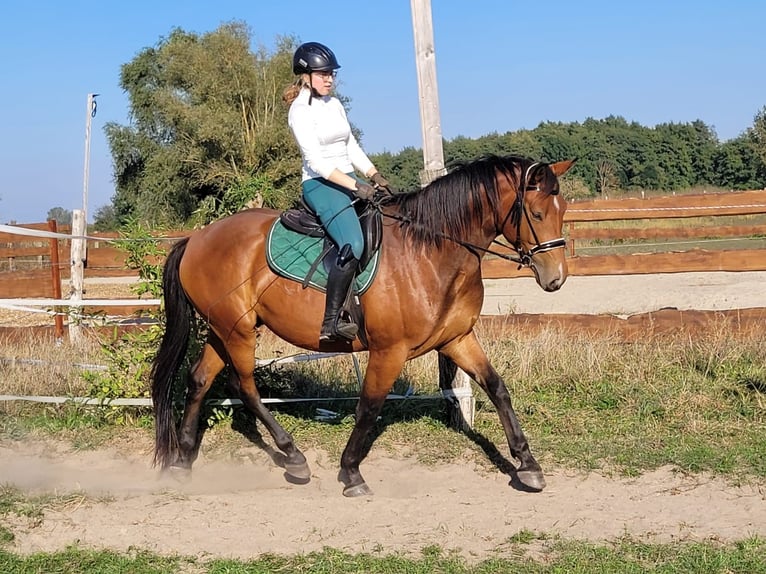 Hannoveraner Wallach 5 Jahre 168 cm Brauner in Spantekow