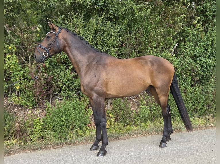Hannoveraner Wallach 5 Jahre 168 cm Brauner in Womrath