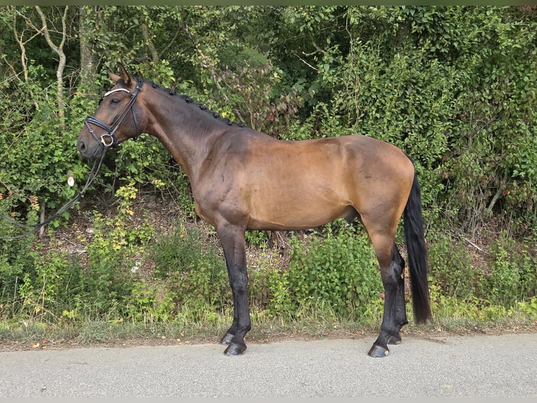 Hannoveraner Wallach 5 Jahre 168 cm Brauner in Womrath