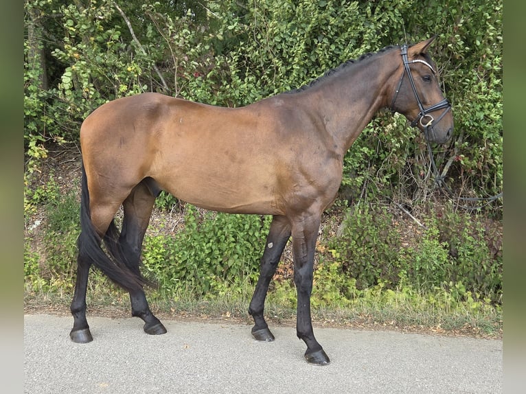 Hannoveraner Wallach 5 Jahre 168 cm Brauner in Womrath