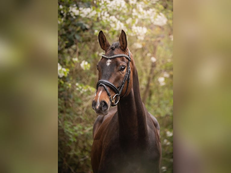 Hannoveraner Wallach 5 Jahre 168 cm Brauner in Werther
