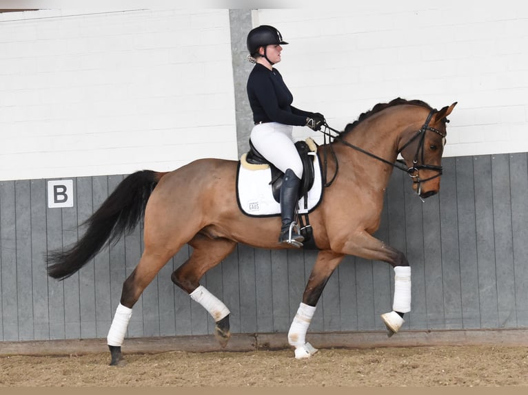 Hannoveraner Wallach 5 Jahre 168 cm Brauner in Tiddische