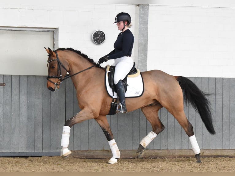 Hannoveraner Wallach 5 Jahre 168 cm Brauner in Tiddische