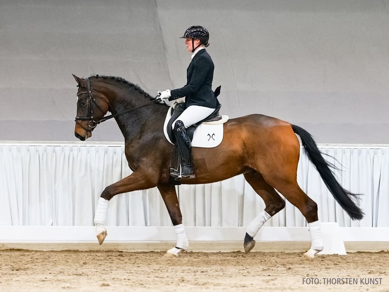Hannoveraner Wallach 5 Jahre 168 cm Brauner in Verden