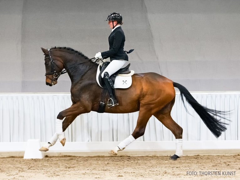 Hannoveraner Wallach 5 Jahre 168 cm Brauner in Verden