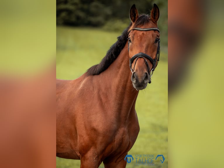 Hannoveraner Wallach 5 Jahre 168 cm Brauner in Korntal-M&#xFC;nchingen