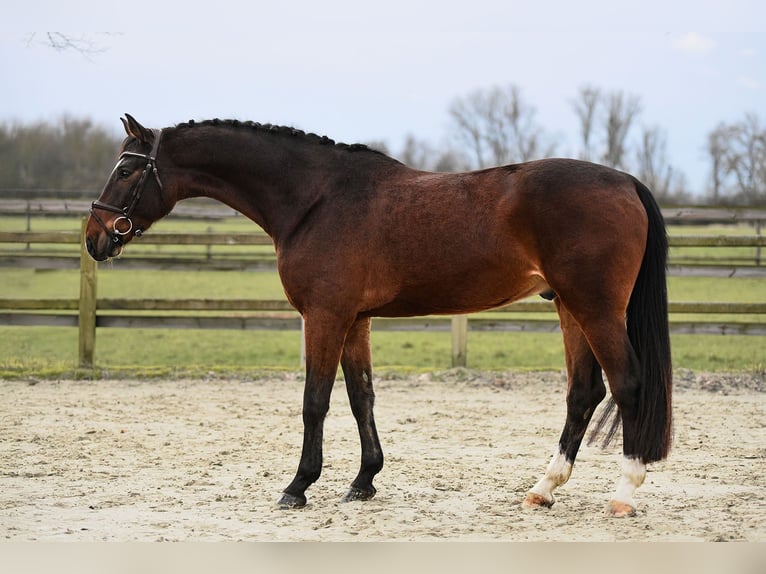 Hannoveraner Wallach 5 Jahre 168 cm Brauner in Riedstadt