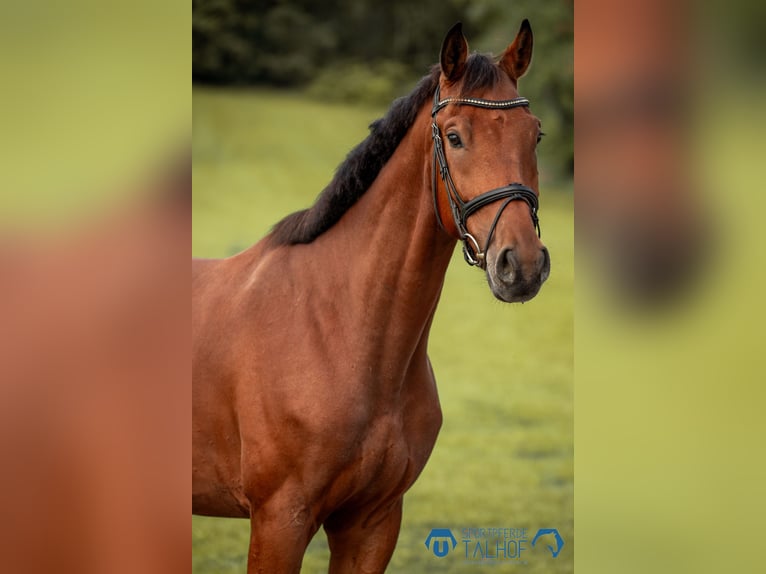 Hannoveraner Wallach 5 Jahre 168 cm Brauner in Korntal-M&#xFC;nchingen