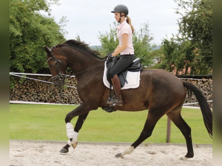 Hannoveraner Wallach 5 Jahre 168 cm Dunkelbrauner in Dransfeld