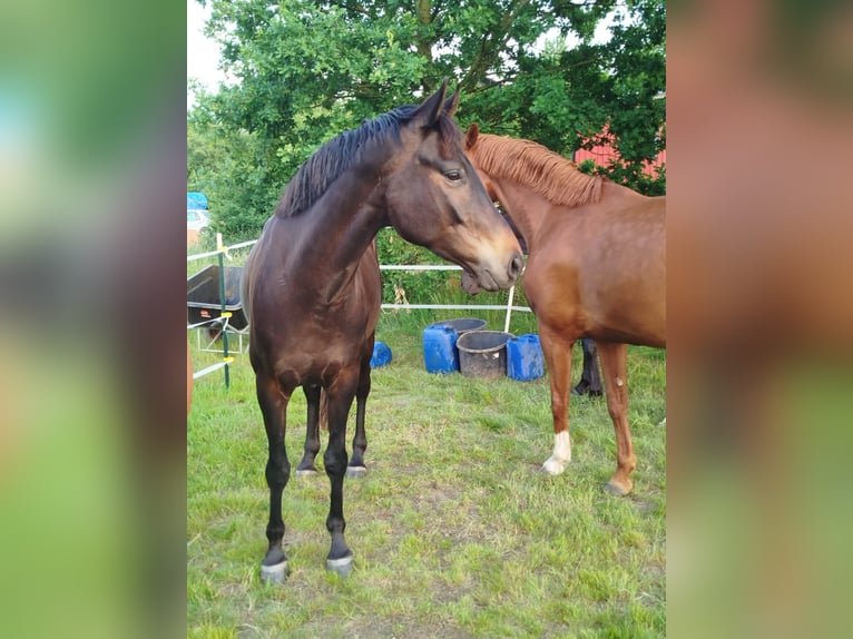 Hannoveraner Wallach 5 Jahre 168 cm Dunkelbrauner in Langelsheim
