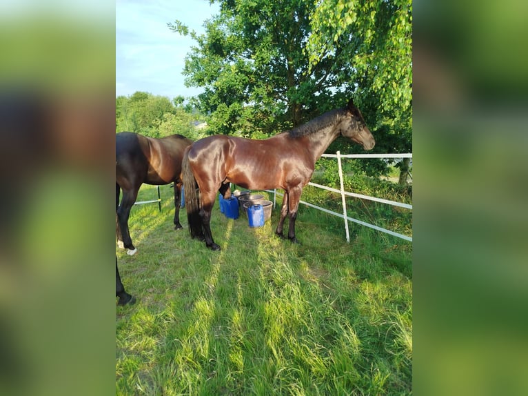 Hannoveraner Wallach 5 Jahre 168 cm Dunkelbrauner in Langelsheim