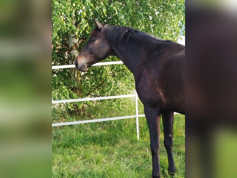 Hannoveraner Wallach 5 Jahre 168 cm Dunkelbrauner in Langelsheim