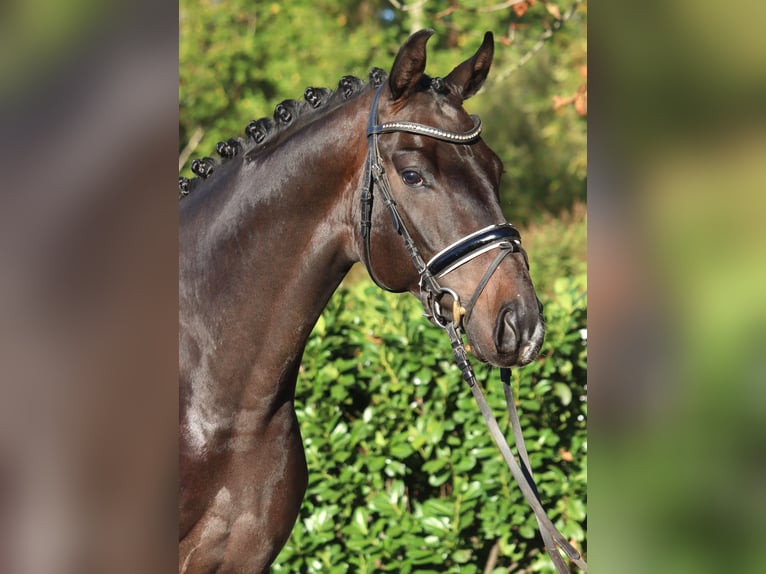 Hannoveraner Wallach 5 Jahre 168 cm Dunkelbrauner in Selsingen