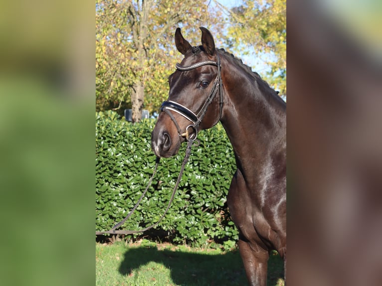 Hannoveraner Wallach 5 Jahre 168 cm Dunkelbrauner in Selsingen