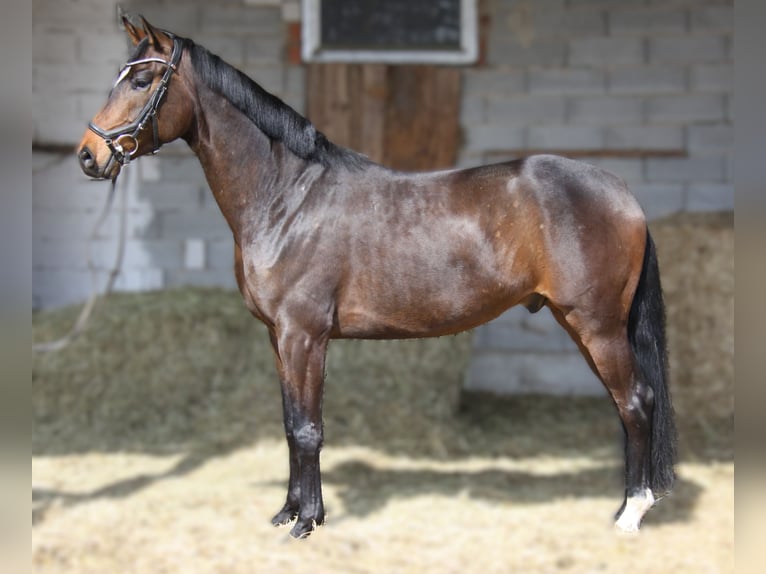 Hannoveraner Wallach 5 Jahre 168 cm Dunkelbrauner in Winhöring