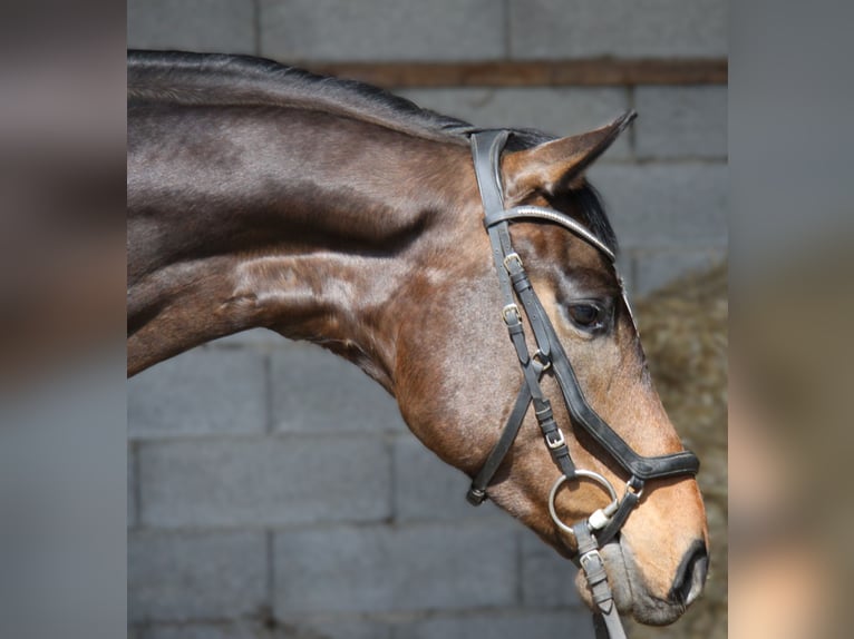 Hannoveraner Wallach 5 Jahre 168 cm Dunkelbrauner in Winhöring
