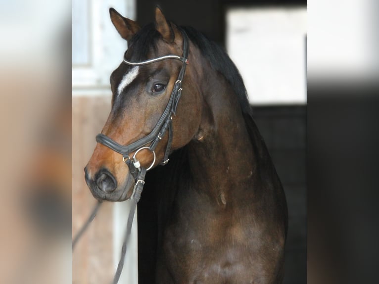 Hannoveraner Wallach 5 Jahre 168 cm Dunkelbrauner in Winhöring