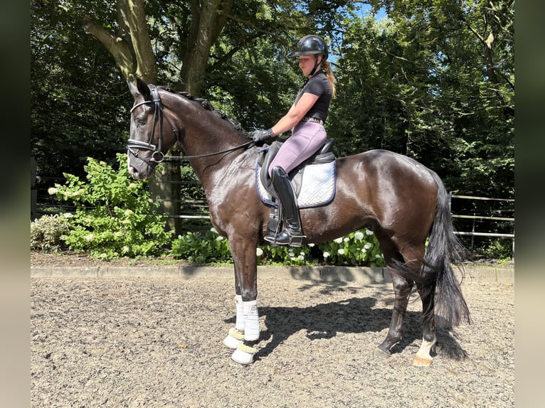 Hannoveraner Wallach 5 Jahre 168 cm Dunkelbrauner in Sottrum