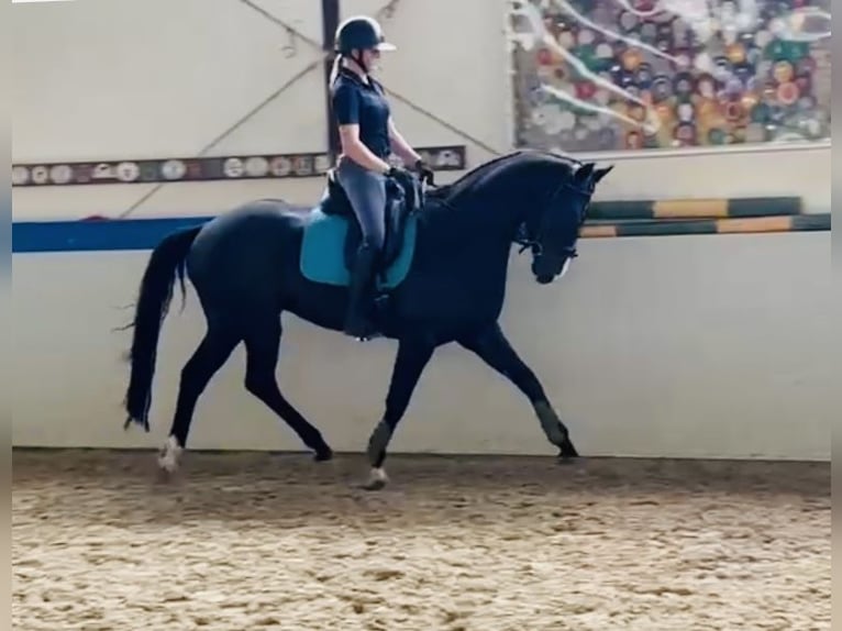 Hannoveraner Wallach 5 Jahre 168 cm Dunkelbrauner in Sottrum