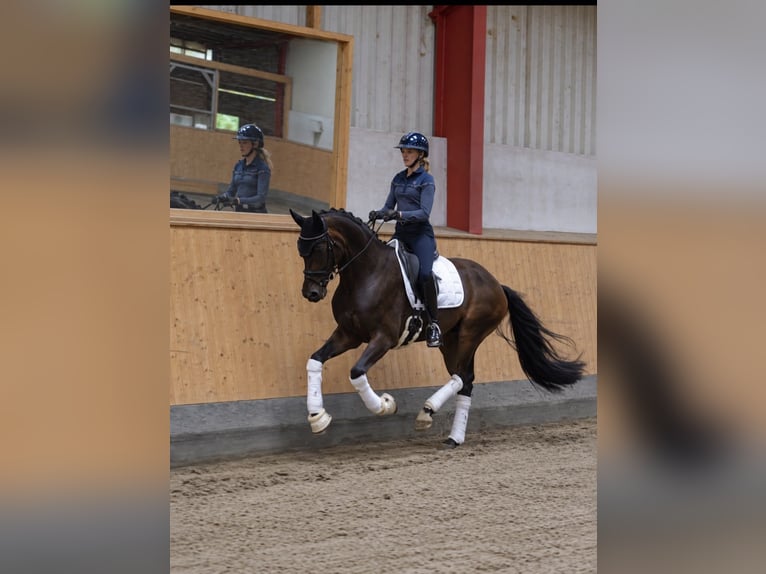 Hannoveraner Wallach 5 Jahre 168 cm Dunkelbrauner in Hohenfelde