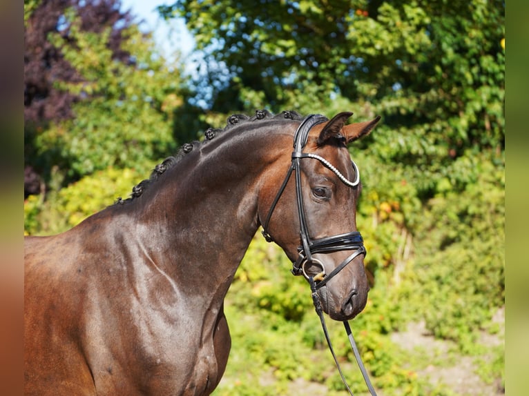 Hannoveraner Wallach 5 Jahre 168 cm Dunkelbrauner in Hohenfelde