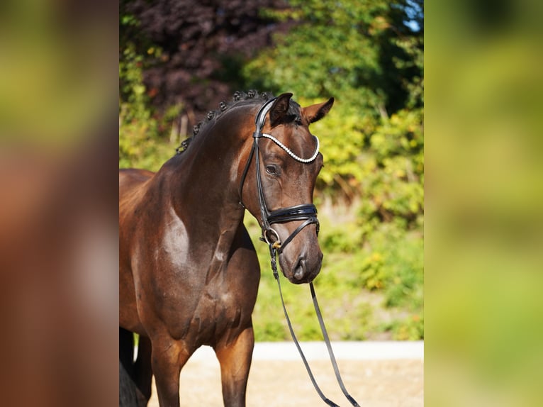 Hannoveraner Wallach 5 Jahre 168 cm Dunkelbrauner in Hohenfelde