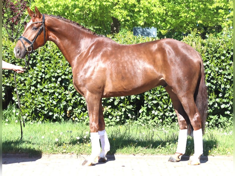 Hannoveraner Wallach 5 Jahre 168 cm Dunkelfuchs in Selsingen