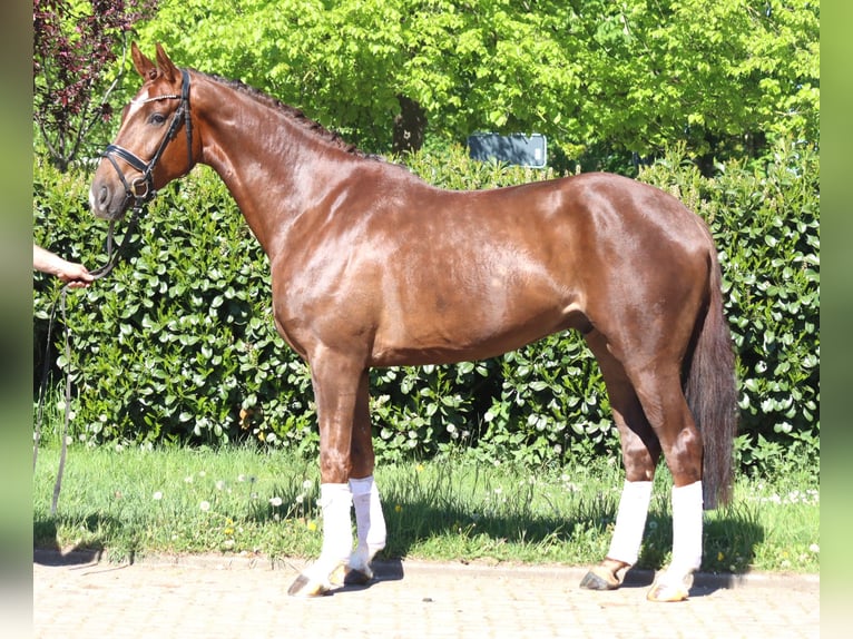 Hannoveraner Wallach 5 Jahre 168 cm Dunkelfuchs in Selsingen