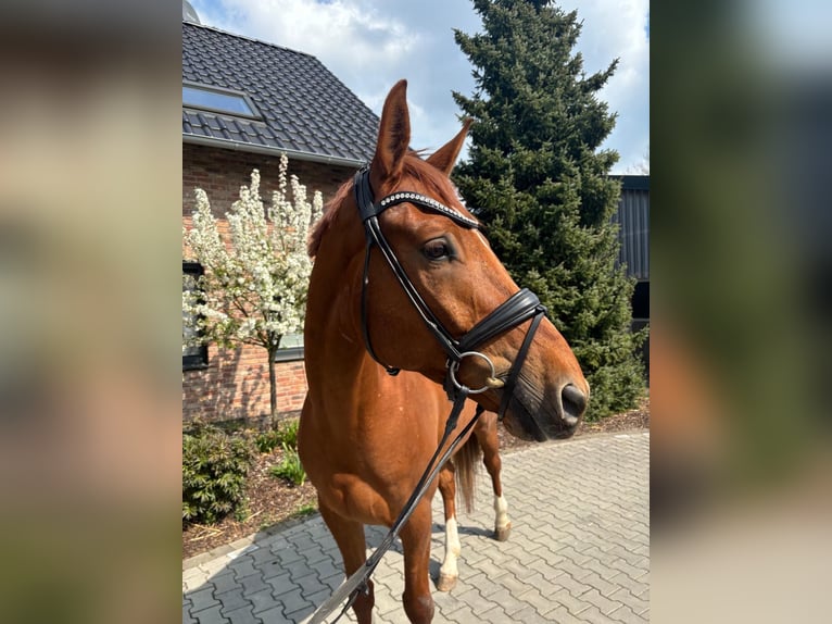 Hannoveraner Wallach 5 Jahre 168 cm Fuchs in Dinslaken