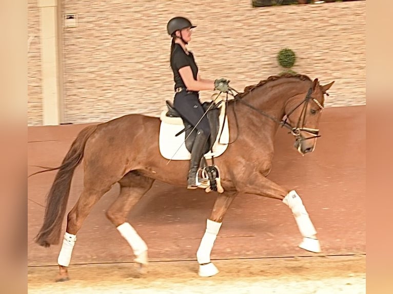 Hannoveraner Wallach 5 Jahre 168 cm Fuchs in Wehringen
