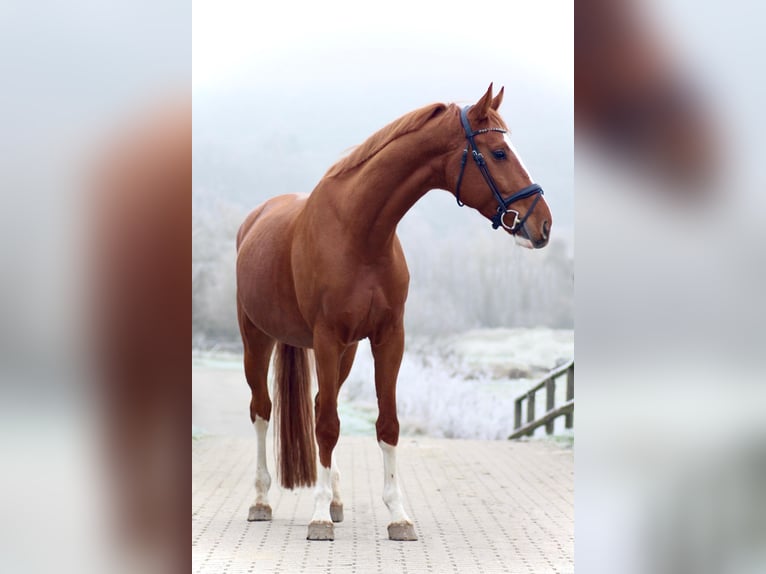 Hannoveraner Wallach 5 Jahre 168 cm Fuchs in Marburg