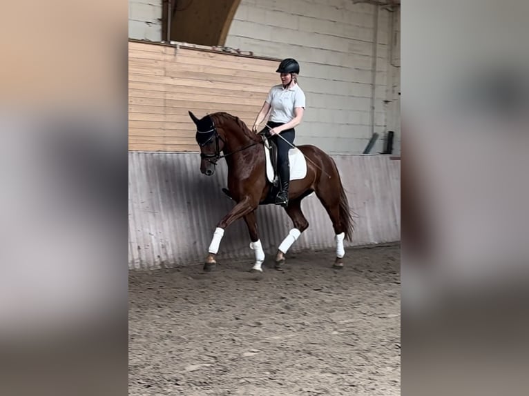 Hannoveraner Wallach 5 Jahre 168 cm Fuchs in Schenklengsfeld