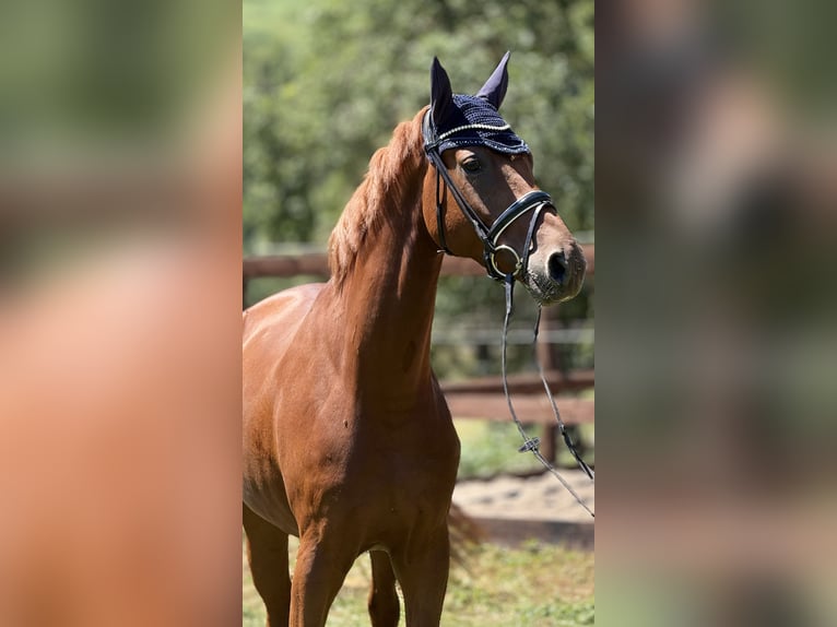Hannoveraner Wallach 5 Jahre 168 cm Fuchs in Schenklengsfeld