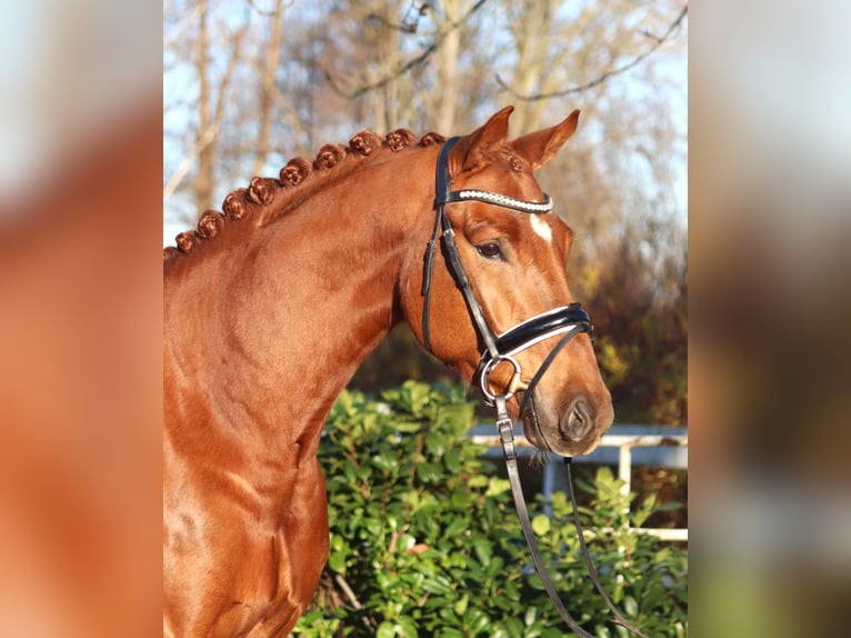 Hannoveraner Wallach 5 Jahre 168 cm Fuchs in Selsingen