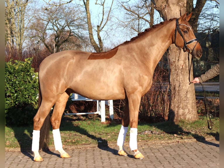 Hannoveraner Wallach 5 Jahre 168 cm Fuchs in Selsingen