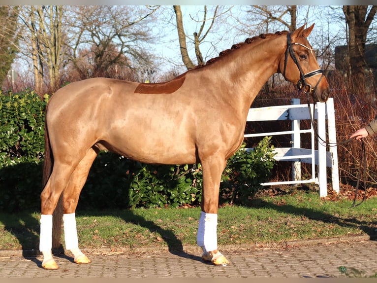 Hannoveraner Wallach 5 Jahre 168 cm Fuchs in Selsingen