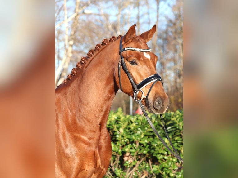 Hannoveraner Wallach 5 Jahre 168 cm Fuchs in Selsingen