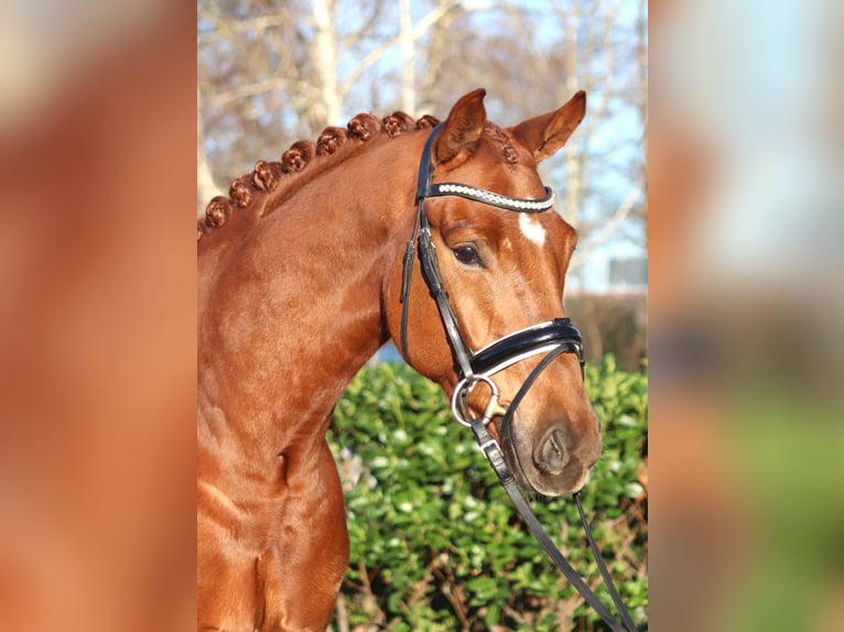 Hannoveraner Wallach 5 Jahre 168 cm Fuchs in Selsingen