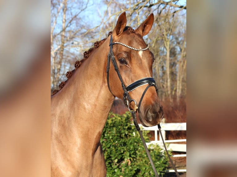 Hannoveraner Wallach 5 Jahre 168 cm Fuchs in Selsingen